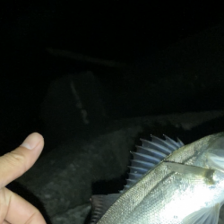 電気ウキでセイゴ釣り