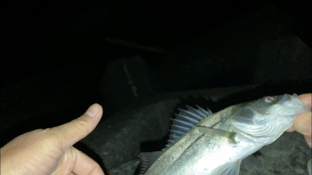 電気ウキでセイゴ釣り