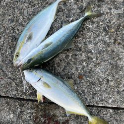 まさかの高活性