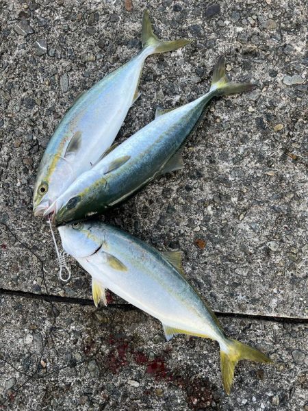 まさかの高活性