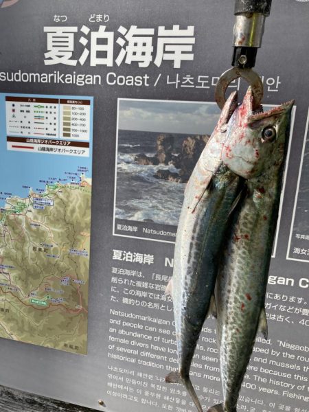 ショアジギング