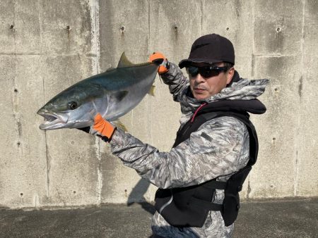 またしても、飲ませで鰤