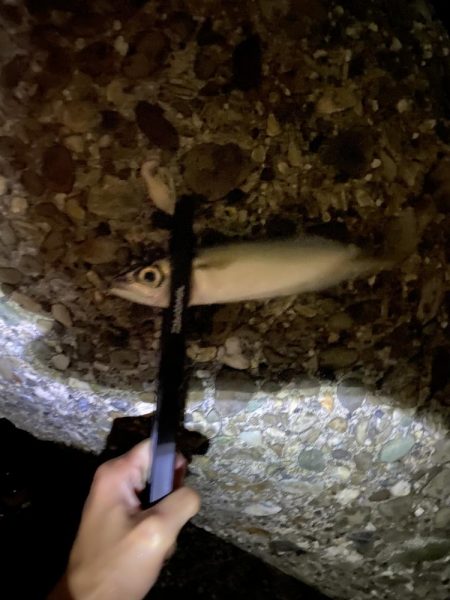 メバル絶好調❗️