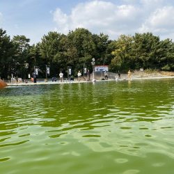 放流翌日の服部緑地