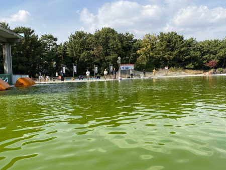 放流翌日の服部緑地