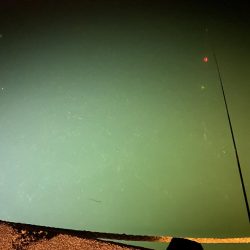 今回は渋かったです。