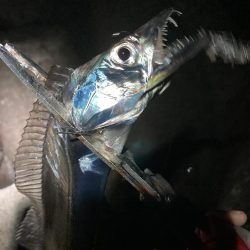 サゴシ・ハマチ・タチウオ