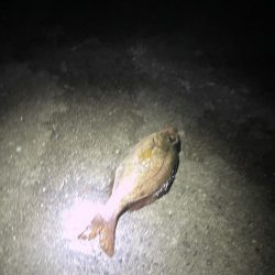 太刀魚釣りの予定が!!