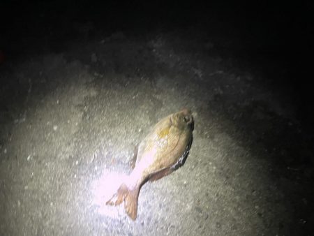 太刀魚釣りの予定が!!