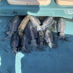鳴門でイカ青物