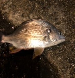 五種目達成ならず