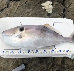 神谷荘さんで磯カゴ