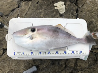 神谷荘さんで磯カゴ