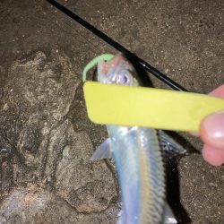 舞洲でアジング　尺アジまであと少し！