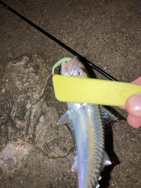 舞洲でアジング　尺アジまであと少し！