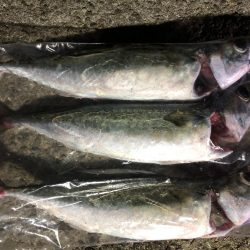 太刀魚に逢いたくての釣行です。