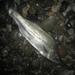 投げサビキでマダイGET