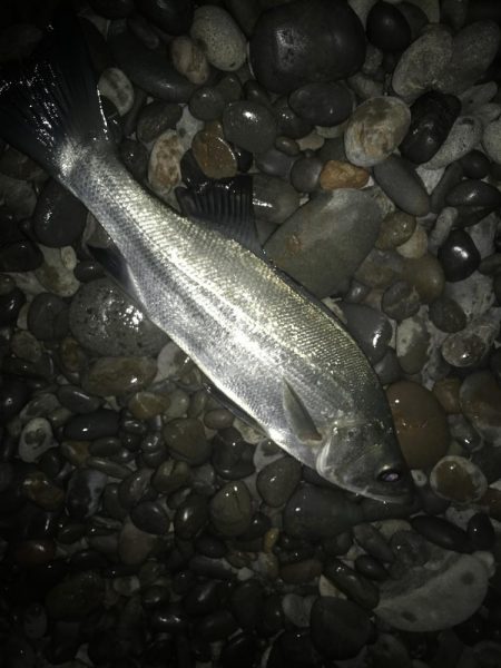 投げサビキでマダイGET