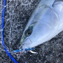 サワラにメジロも