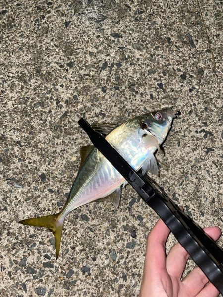 アミパターンアジング