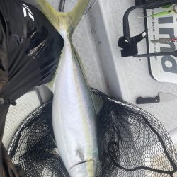 コノシロの泳がせ釣り第2回目