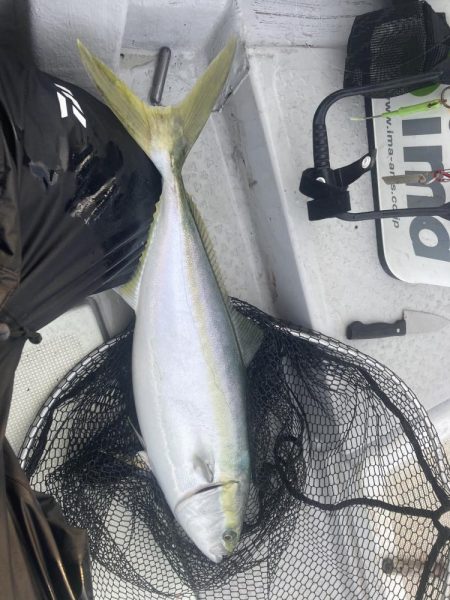 コノシロの泳がせ釣り第2回目