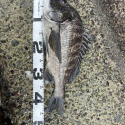 イチノ兄弟、釣果！