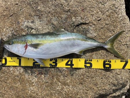 アウェイでミラクル3目釣り‼️‼️