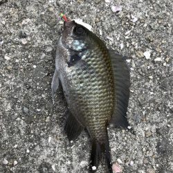 おせんしか勝たん