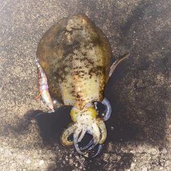 今年は当たり年！？