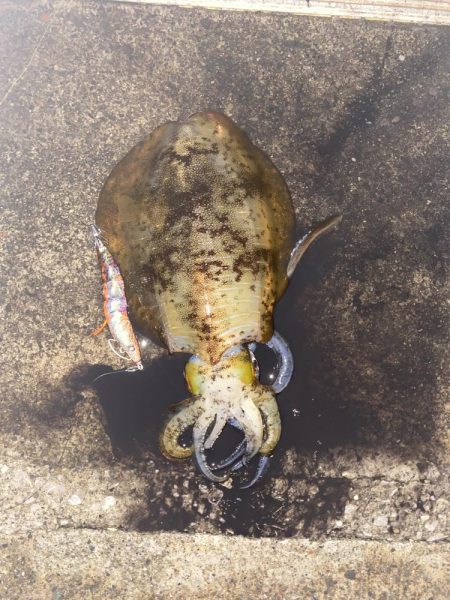 今年は当たり年！？