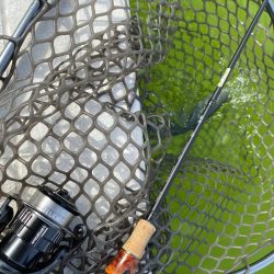 服部緑地そこそこ釣れます。