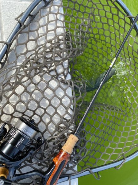 服部緑地そこそこ釣れます。