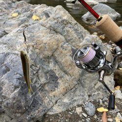 川でカワムツ釣り