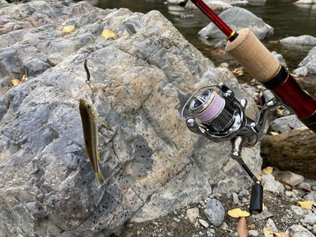 川でカワムツ釣り