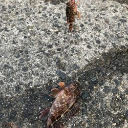 カレイ不発!とうつきはじめました?