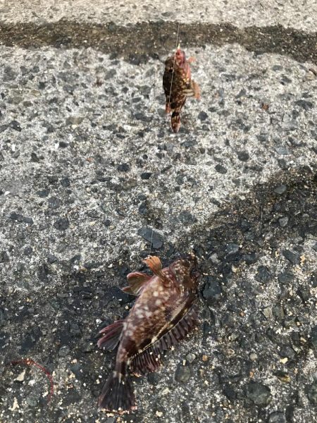 カレイ不発!とうつきはじめました?