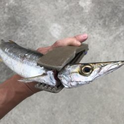 朝マズメに尺アジGET