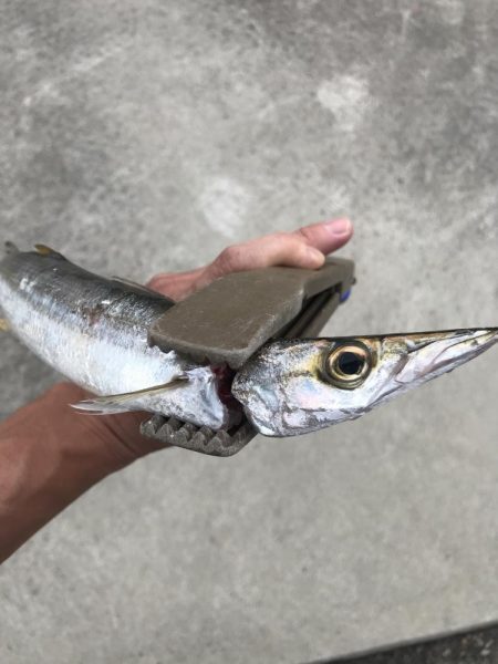 朝マズメに尺アジGET