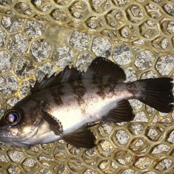 アジ・サバ・メバル