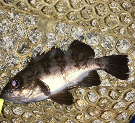 アジ・サバ・メバル