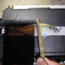 久々の平日アジング