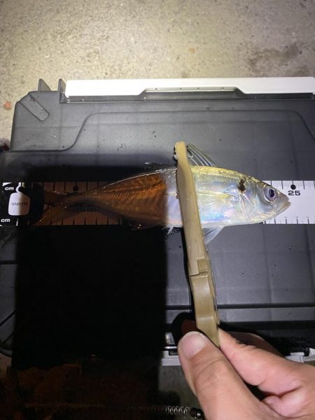 久々の平日アジング