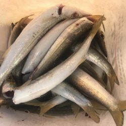 朝マズメのカマス好釣‼︎