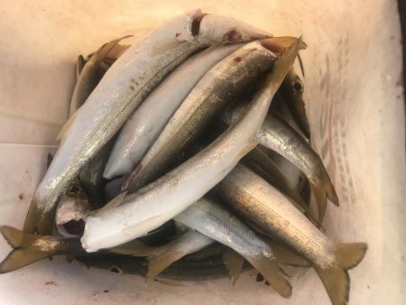 朝マズメのカマス好釣‼︎