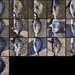 イチノ兄弟、釣果！