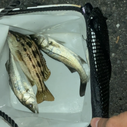 名古屋港でセイゴ釣り