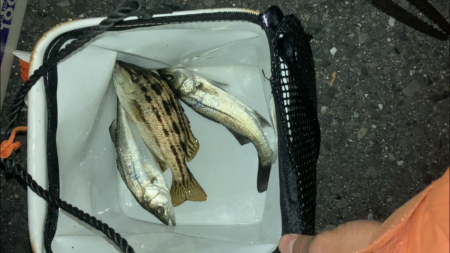 名古屋港でセイゴ釣り