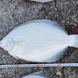 座布団カレイ 記録更新!