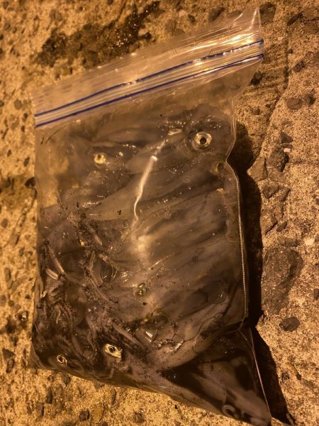 極寒ヒイカ釣行